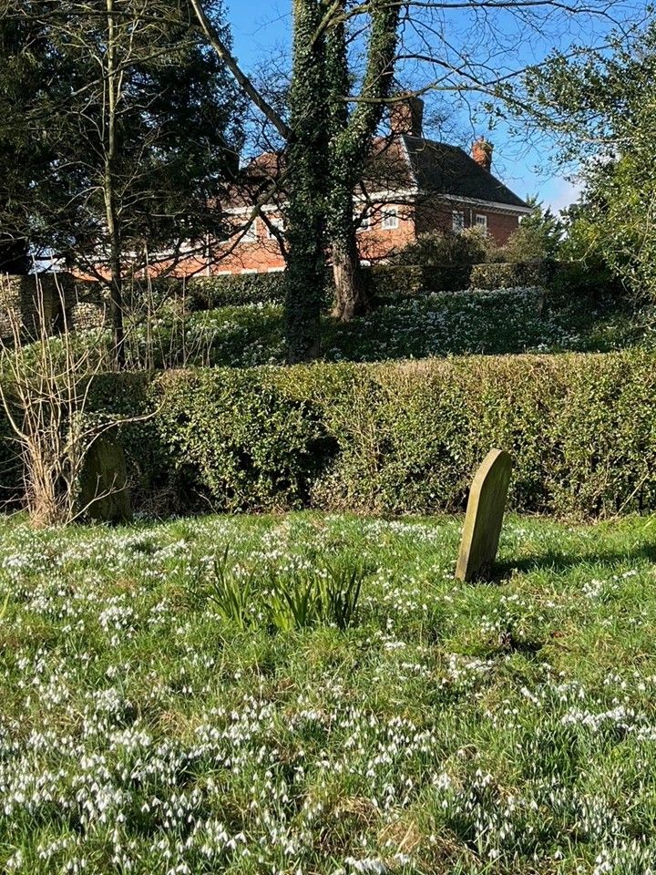 Snowdrops in Benington church yard